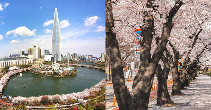 春暖花開！韓國四月櫻花季總整理～激推賞櫻單品
